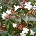 Abelia x grandiflora